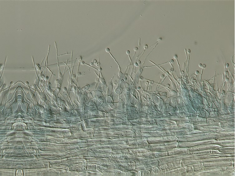 Ophiocordyceps houaynhangensis